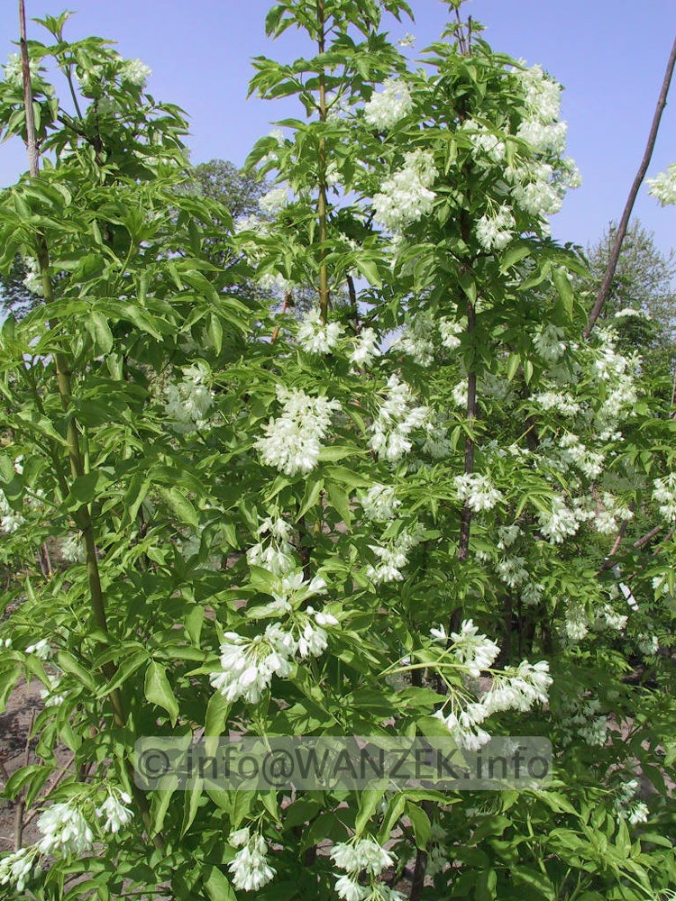 Staphylea colchica 01 2m.jpg